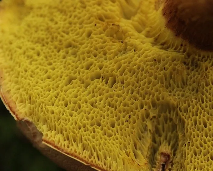 Csapottspórás tinóru - Xerocomellus porosporus