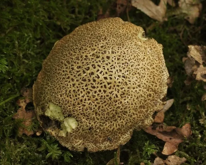 Csapottspórás tinóru - Xerocomellus porosporus