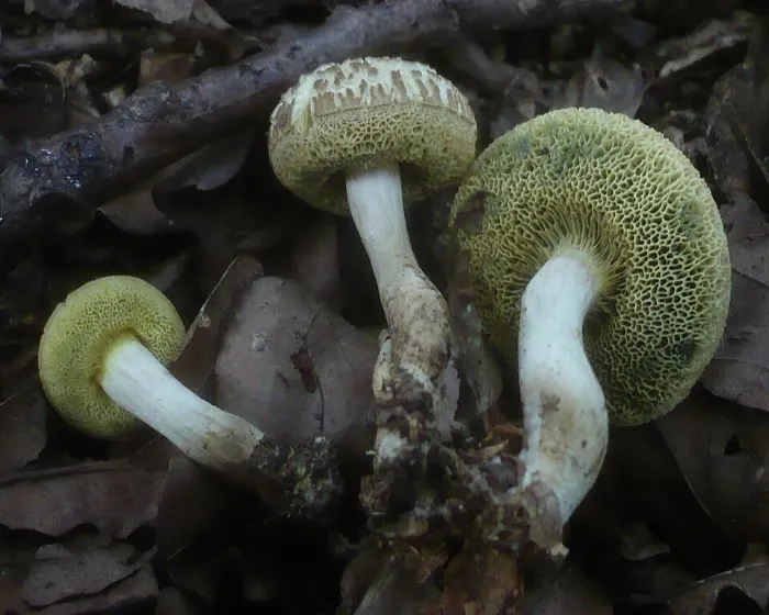 Csapottspórás tinóru - Xerocomellus porosporus