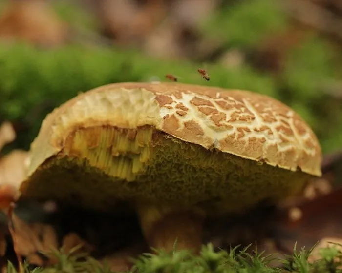 Csapottspórás tinóru - Xerocomellus porosporus