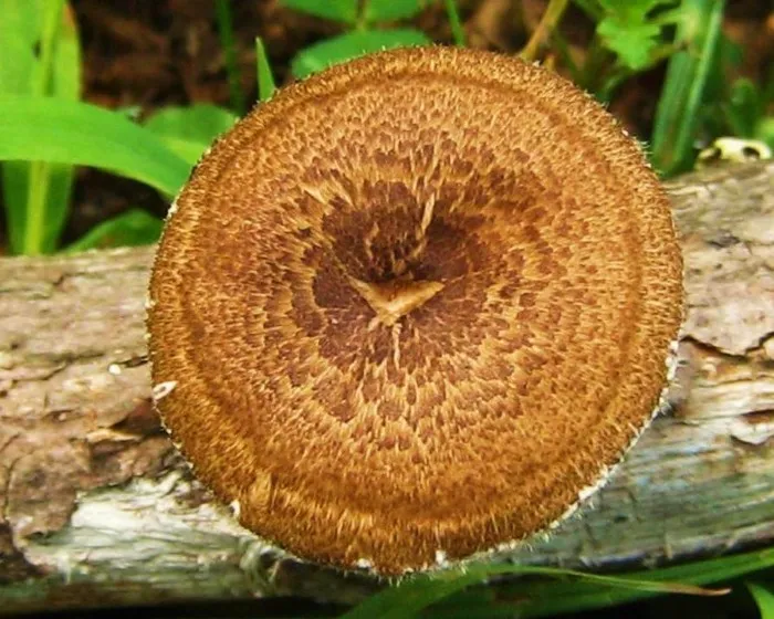 Fagyálló likacsosgomba - Lentinus arcularius