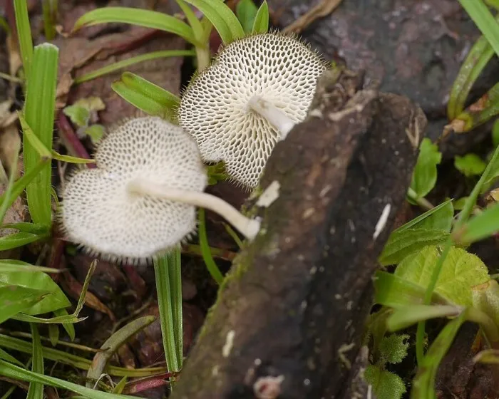 Fagyálló likacsosgomba - Lentinus arcularius