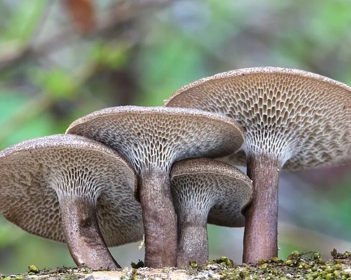 Fagyálló likacsosgomba - Lentinus arcularius