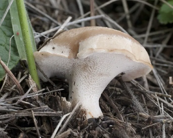 Steppengras-Stielporling - Picipes rhizophilus