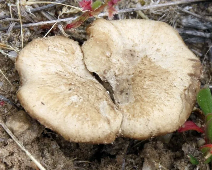 Steppengras-Stielporling - Picipes rhizophilus