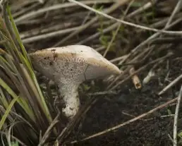 Gyepi likacsosgomba