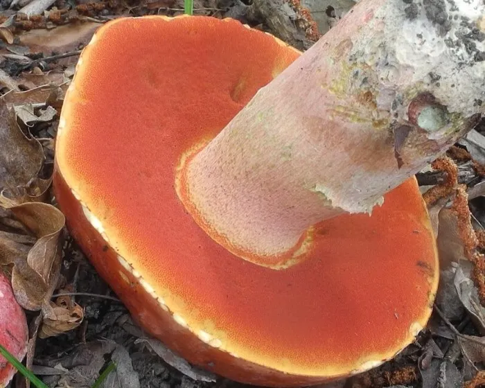 Blutroter Hexenröhrling - Rubroboletus dupainii