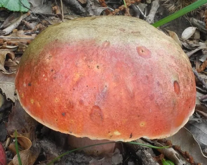 Blutroter Hexenröhrling - Rubroboletus dupainii