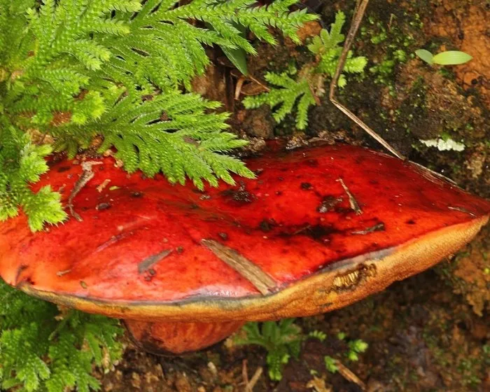 Blutroter Hexenröhrling - Rubroboletus dupainii