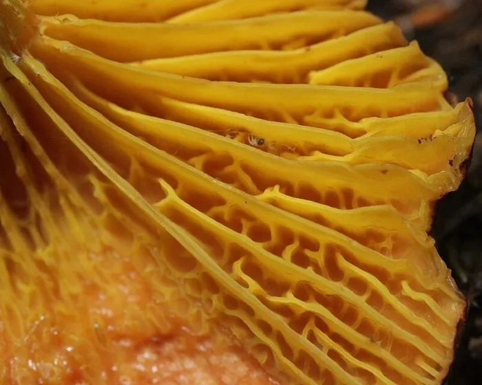 Golden-gilled bolete - Phylloporus pelletieri