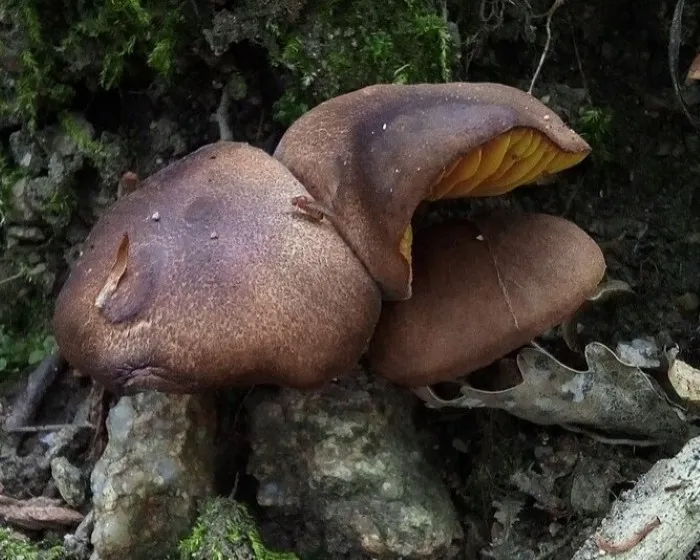 Golden-gilled bolete - Phylloporus pelletieri