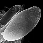 mushroom spore image