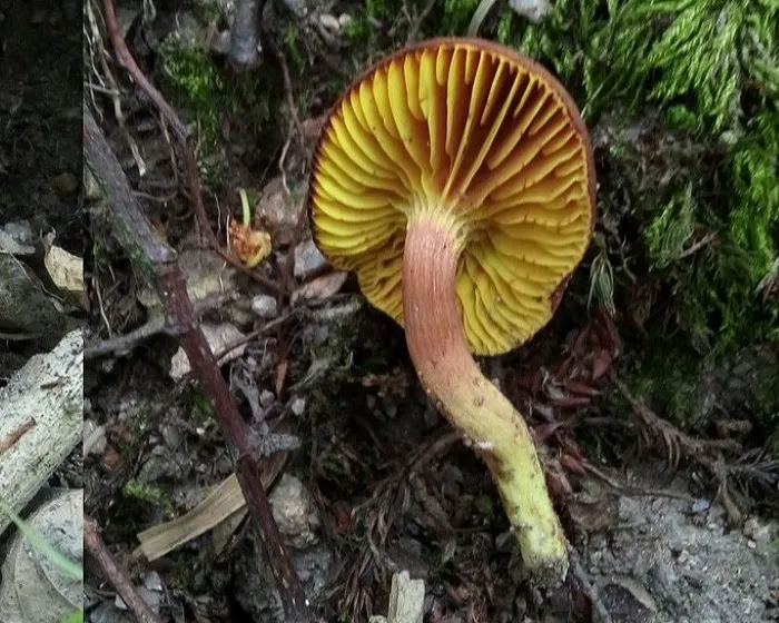 Golden-gilled bolete - Phylloporus pelletieri