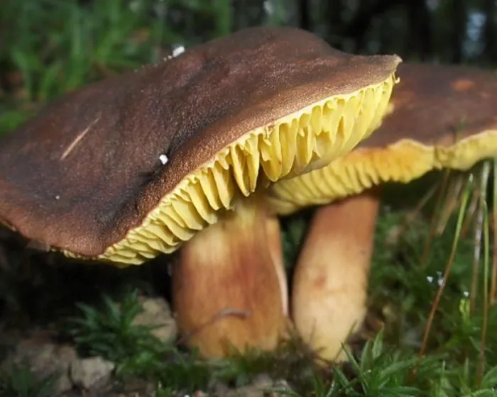 Golden-gilled bolete - Phylloporus pelletieri