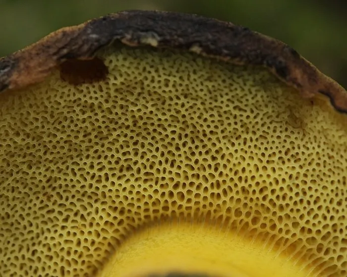 Ink stain bolete