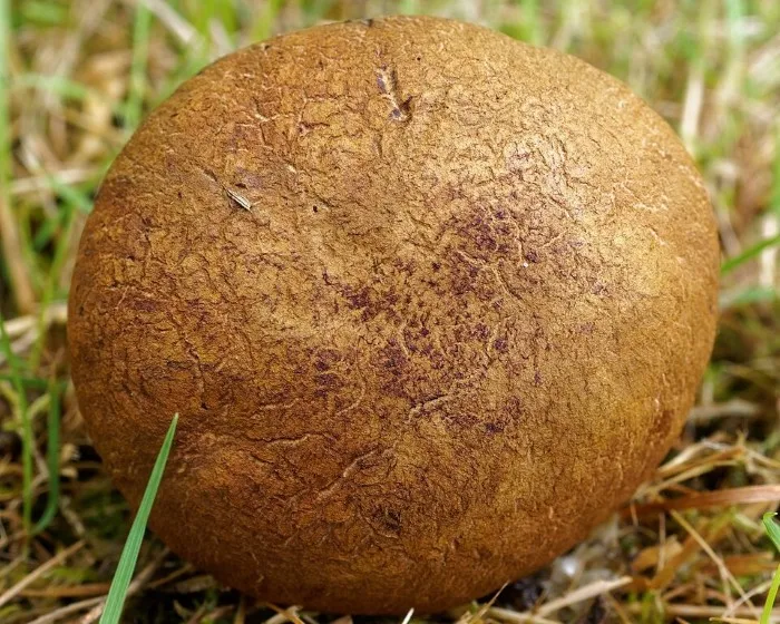 Ink stain bolete