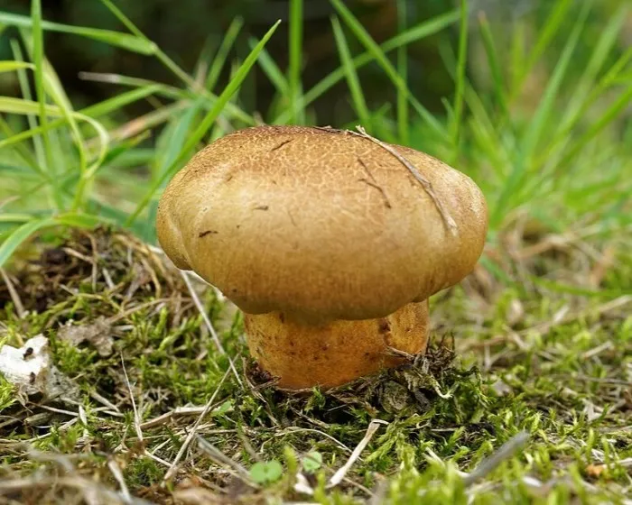 Ink stain bolete