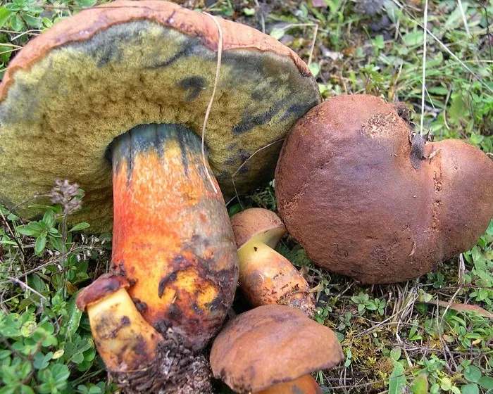 Ink stain bolete