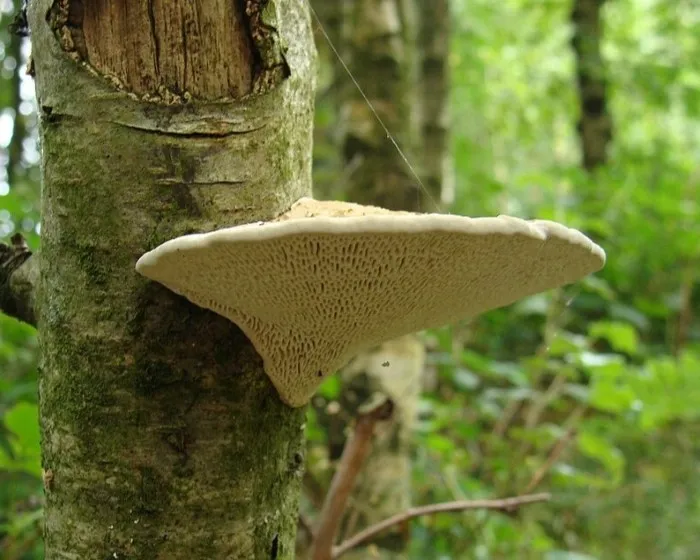 Birkenporling - Fomitopsis betulina