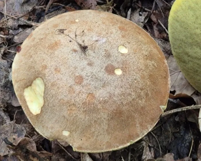 Fahler Röhrling - Hemileccinum impolitum