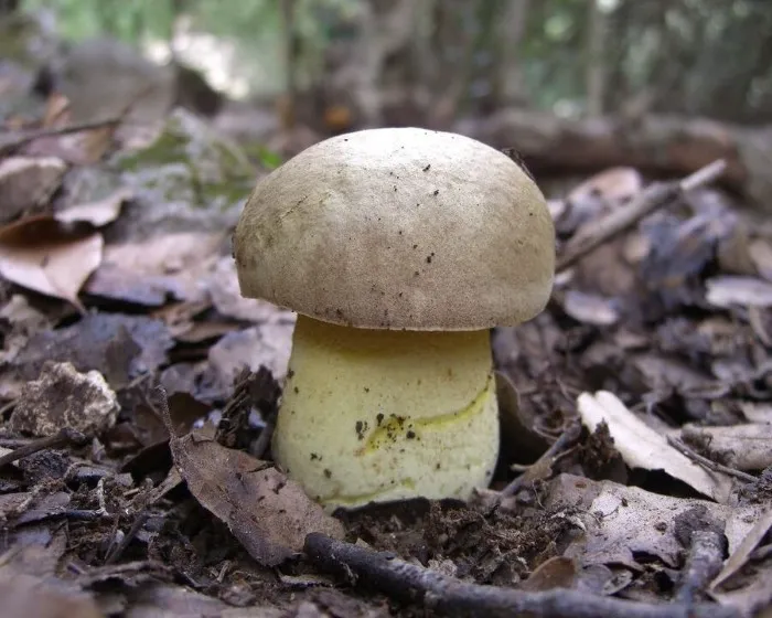 Fahler Röhrling - Hemileccinum impolitum