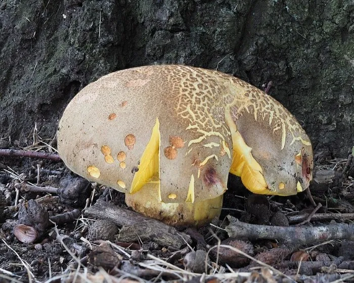 Fahler Röhrling - Hemileccinum impolitum