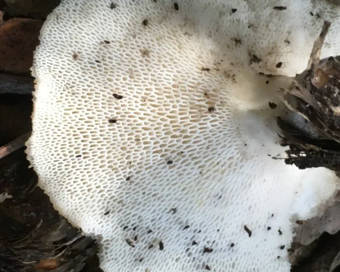 Olaszgomba - Polyporus tuberaster
