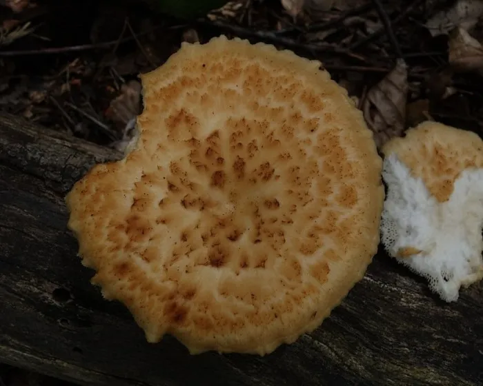 Olaszgomba - Polyporus tuberaster