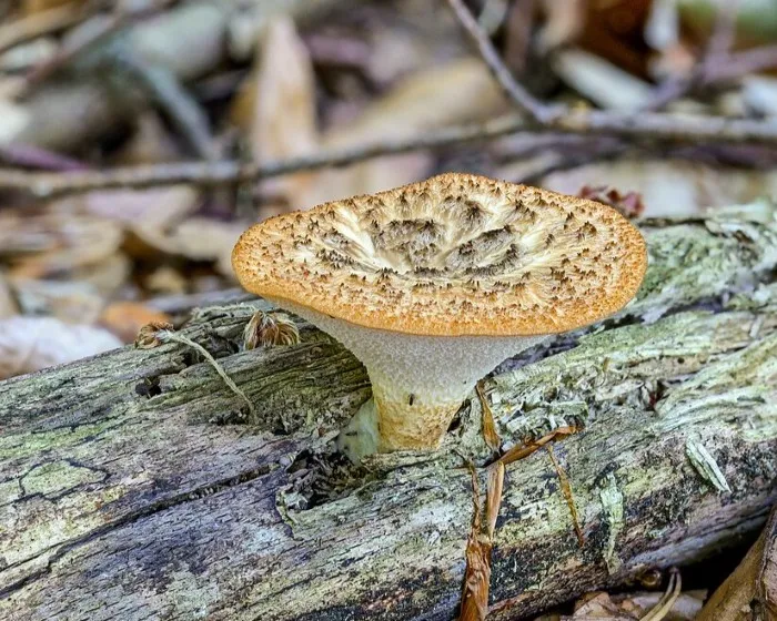 Olaszgomba - Polyporus tuberaster