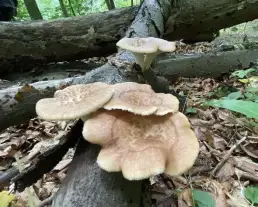 Olaszgomba