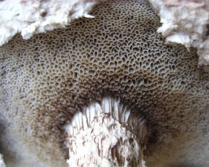 Pikkelyes tinóru - Strobilomyces strobilaceus