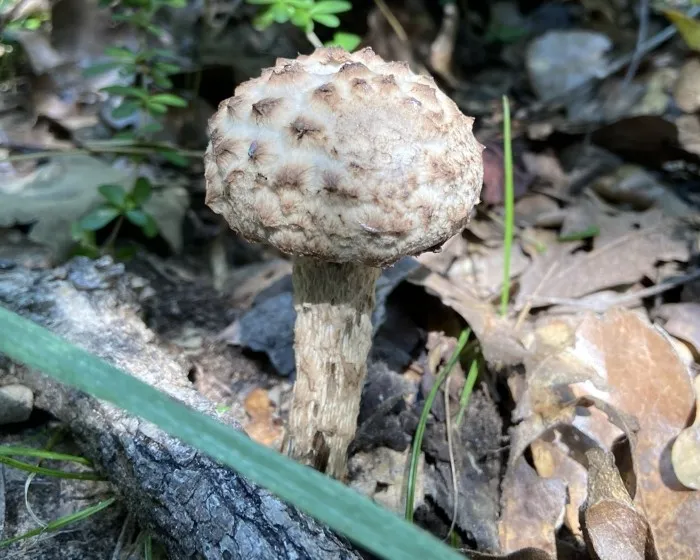 Pikkelyes tinóru - Strobilomyces strobilaceus