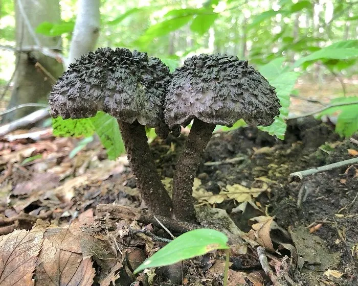 Pikkelyes tinóru - Strobilomyces strobilaceus