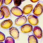 Spore image mushroom spore image