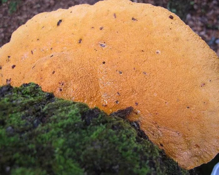 Sáfrányszínű likacsosgomba - Aurantiporus croceus
