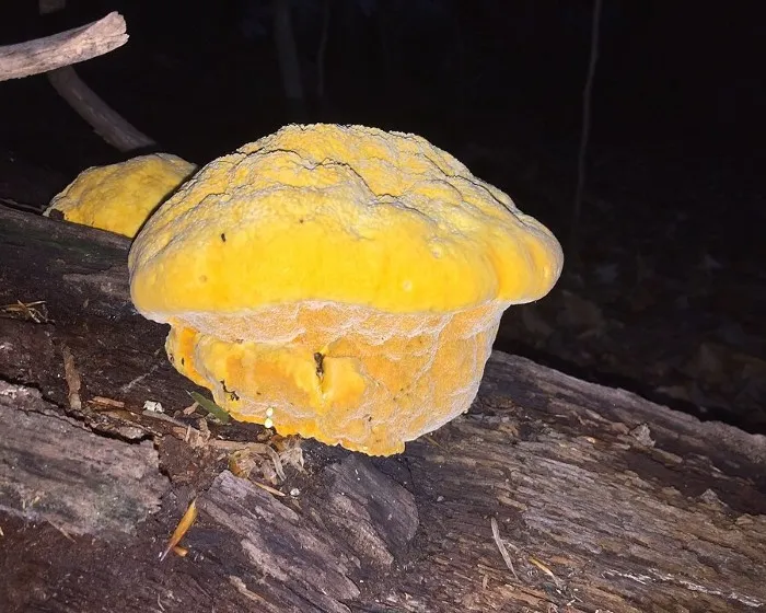Sáfrányszínű likacsosgomba - Aurantiporus croceus