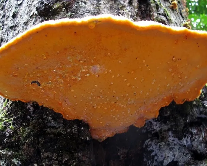 Sáfrányszínű likacsosgomba - Aurantiporus croceus