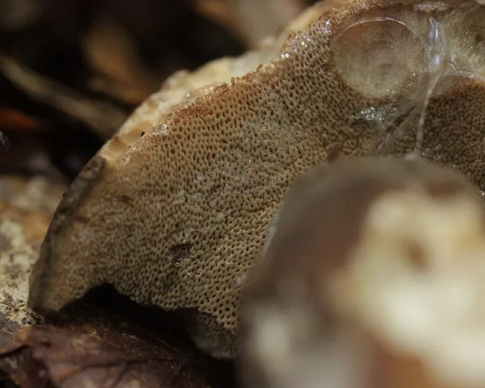 Düsterer Röhrling - Porphyrellus porphyrosporus