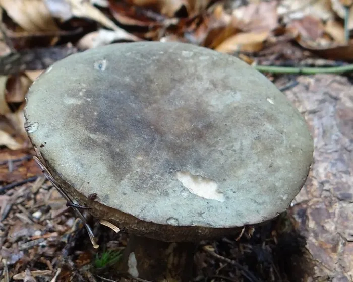 Düsterer Röhrling - Porphyrellus porphyrosporus
