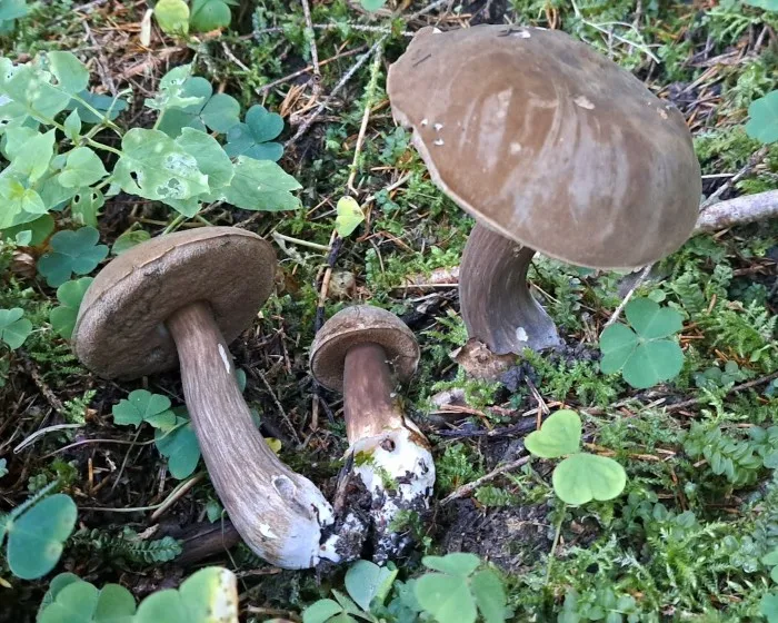 Düsterer Röhrling - Porphyrellus porphyrosporus