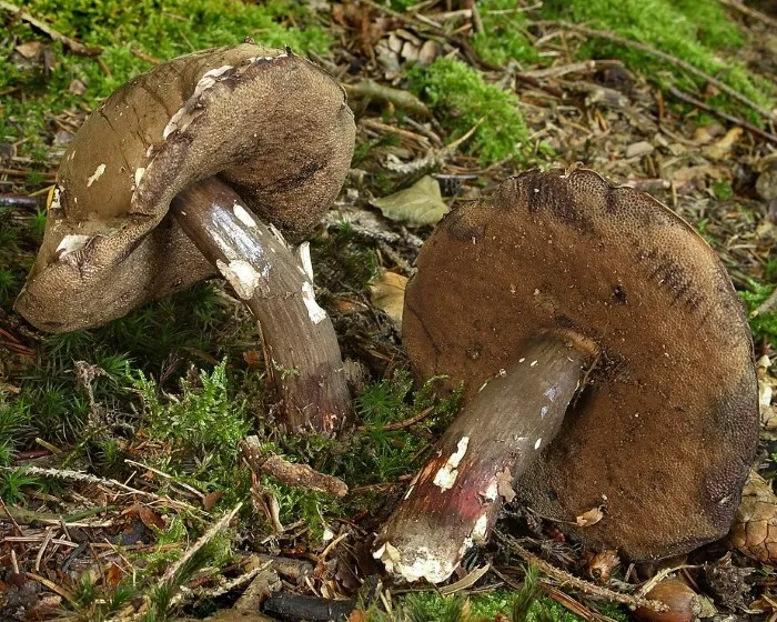 Düsterer Röhrling - Porphyrellus porphyrosporus