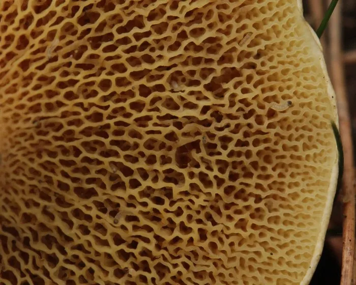 Bovine bolete - Suillus bovinus