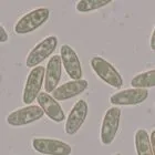 Spore image mushroom spore image