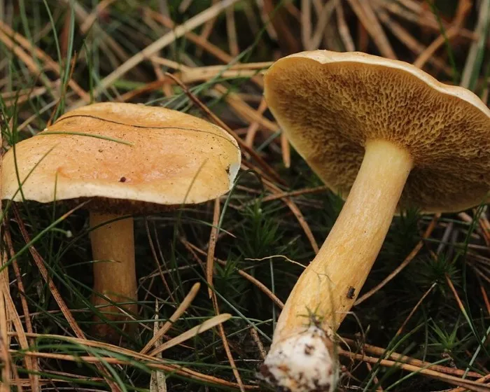 Bovine bolete - Suillus bovinus