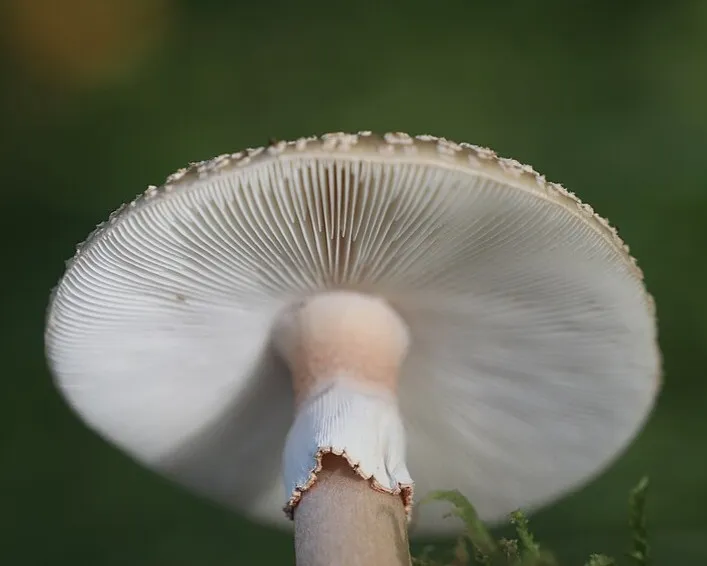 Blusher - Amanita rubescens