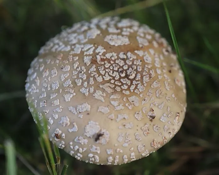 Blusher - Amanita rubescens
