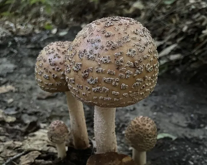 Blusher - Amanita rubescens