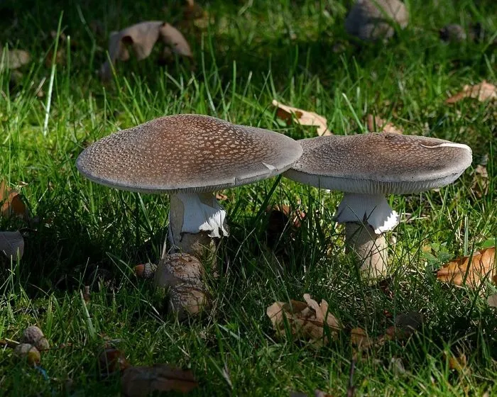 Blusher - Amanita rubescens