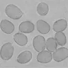 Spore image mushroom spore image