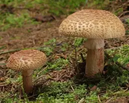 Piruló galóca